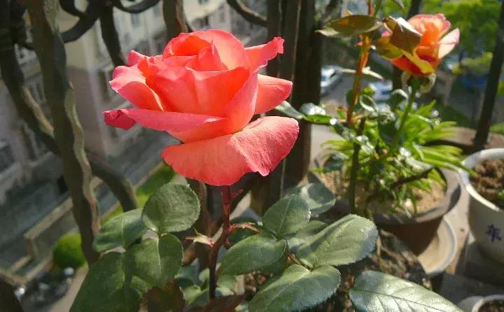 这些小东西不赶紧杀，一夜把花全啃成猪头，肠子都要悔青了！