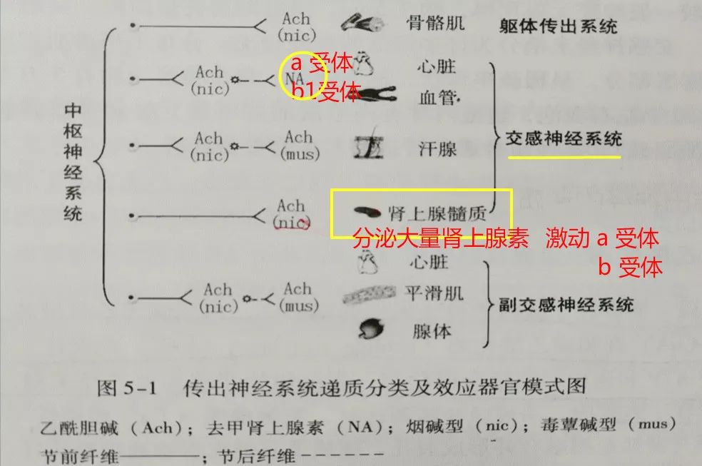 讲的好，记得牢！这可能是我见过最高效的“药理学”学习法啦！