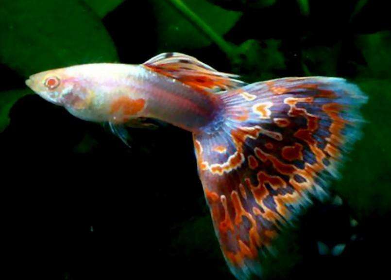 观赏鱼的养殖方法与技巧,观赏鱼要如何养殖