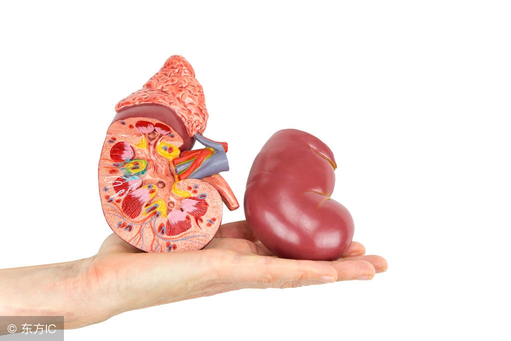 中老年人补钙需听从医生建议，盲目补钙小心患上高钙血症