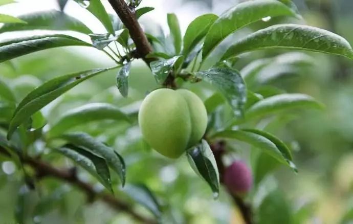 新鲜采摘欢迎你来品尝好吃的水果,新鲜采摘盛夏的果实