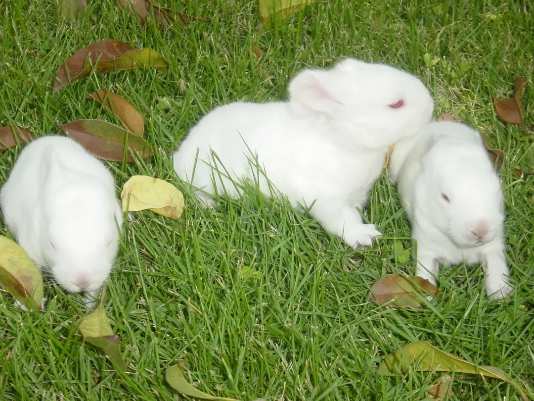 养兔的最佳养殖方法,养兔场种兔养殖注意事项