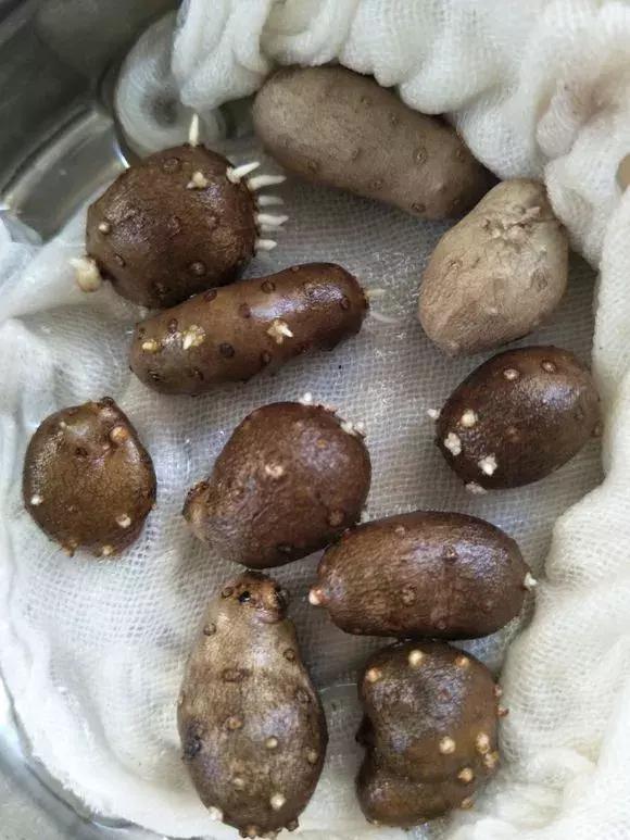 山药发芽全过程,山药发芽了埋地里行不