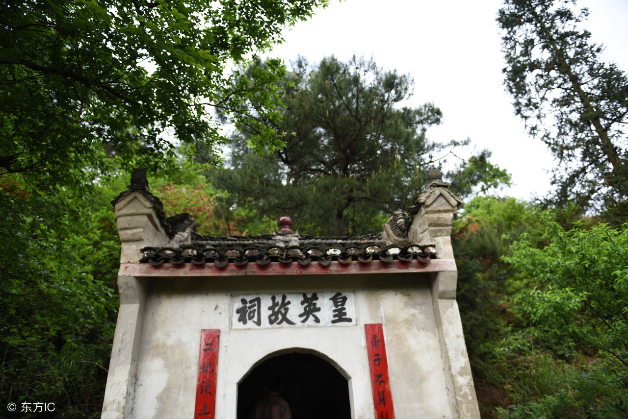 湘妃斑竹真实身份,湘妃斑竹长在哪里