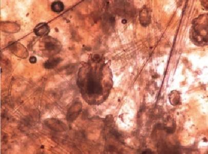 狗狗生病不吃不喝喂什么补充营养,泰迪狗狗生病的各种症状以及疗法