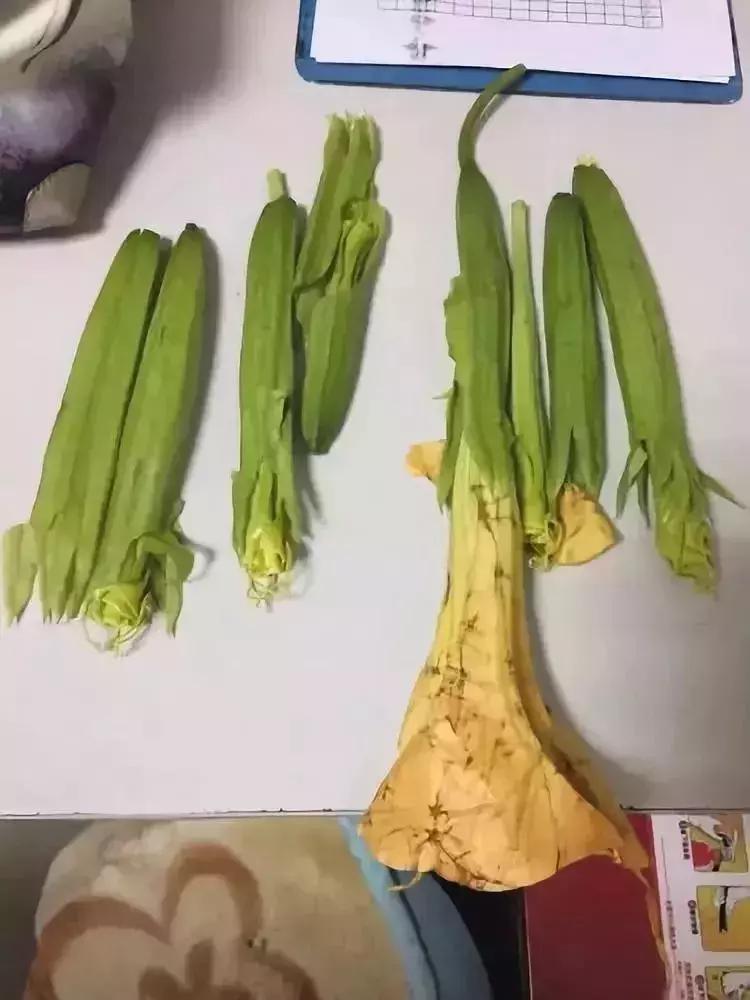 秋葵与曼陀罗的区别,秋葵与曼陀罗花