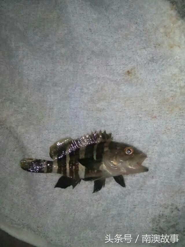 国庆去南澳岛旅游攻略,南澳岛赶海出海游玩攻略