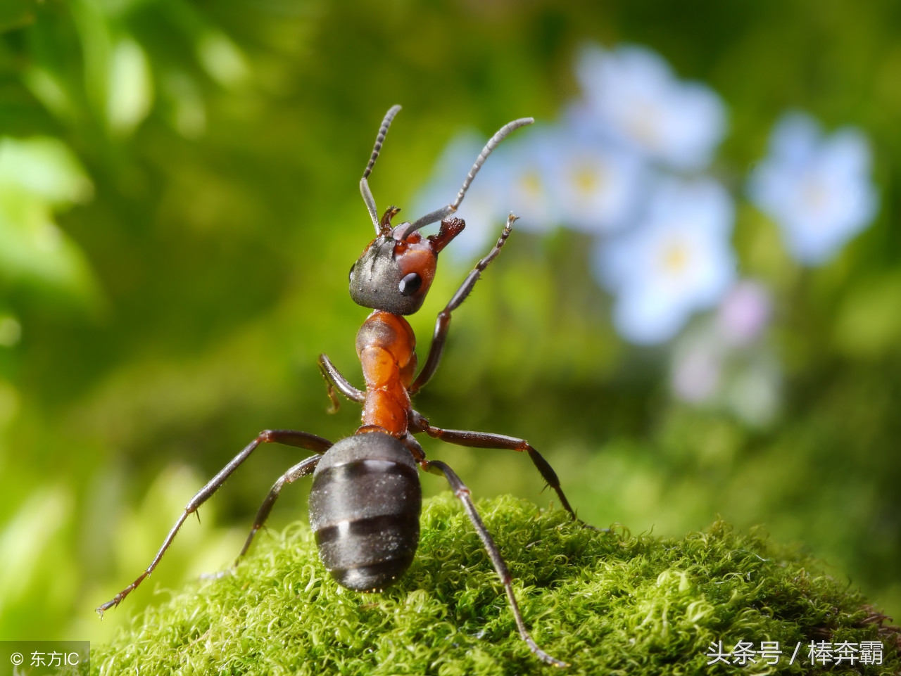 森林里容易咬人的小虫子有哪些,国内常见会咬人的昆虫图片