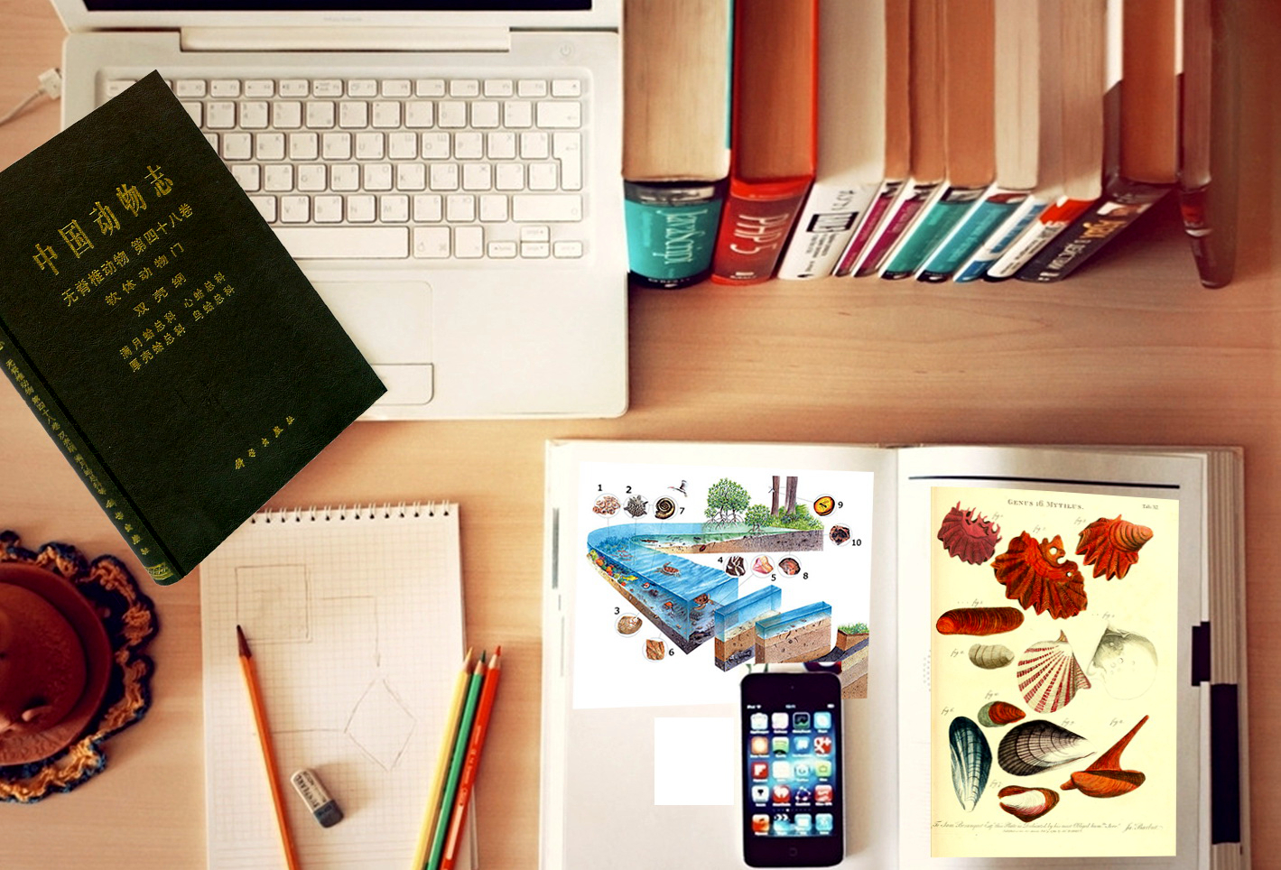 蛏子扇贝各种贝类如何区分,海鲜蛏的品种大全