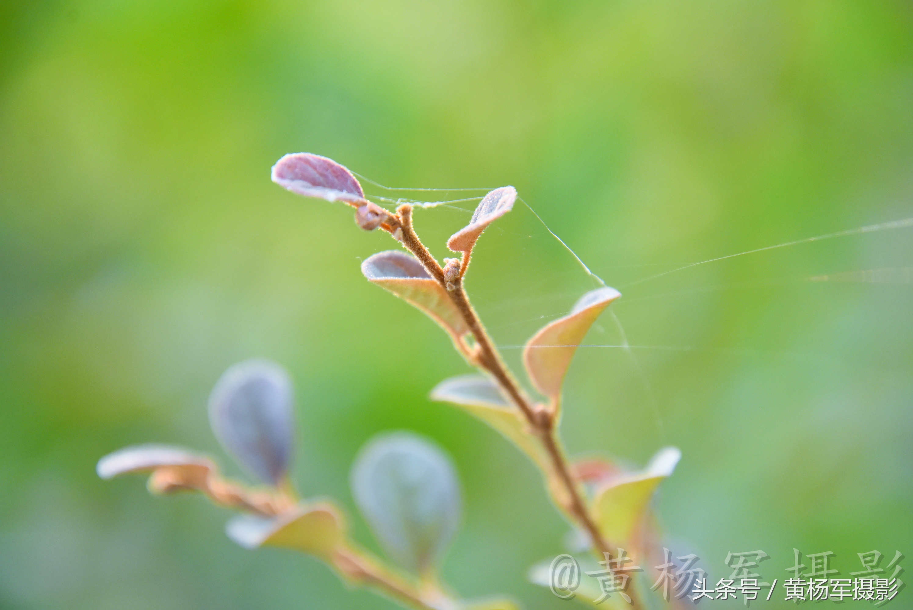 遇见·红花继木·的美