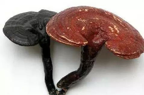 菌菇类真的能抗癌吗,哪种菇类抗癌效果明显点