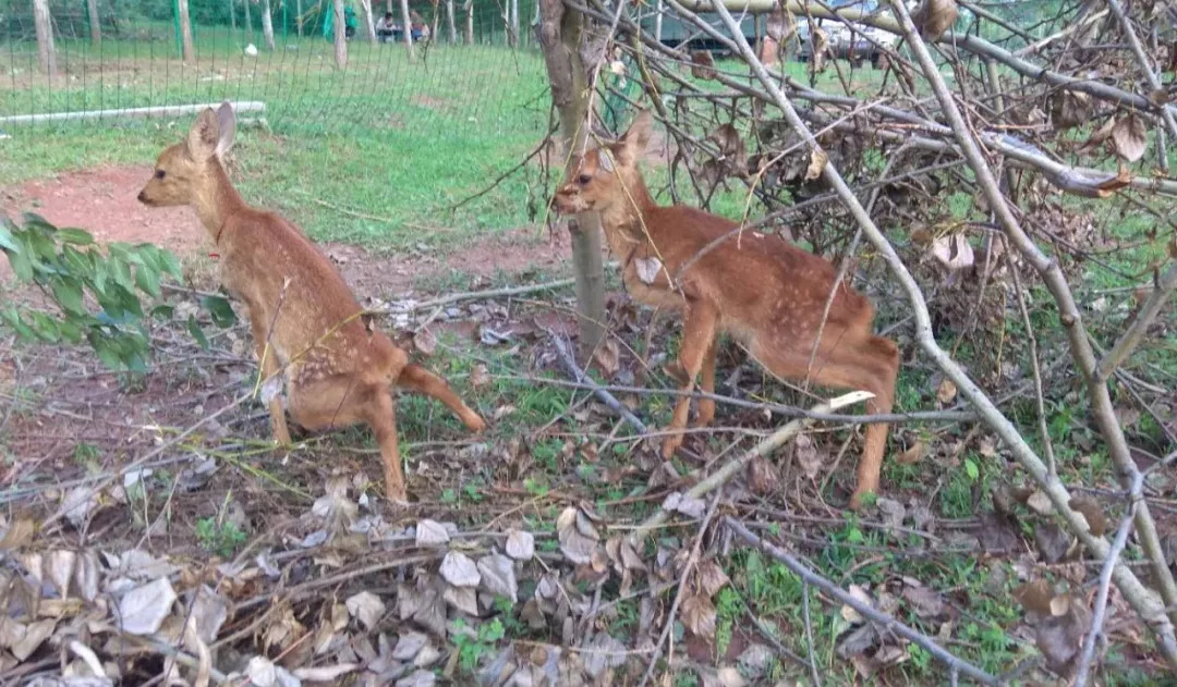 我们救的那几只狍子，全世界最美