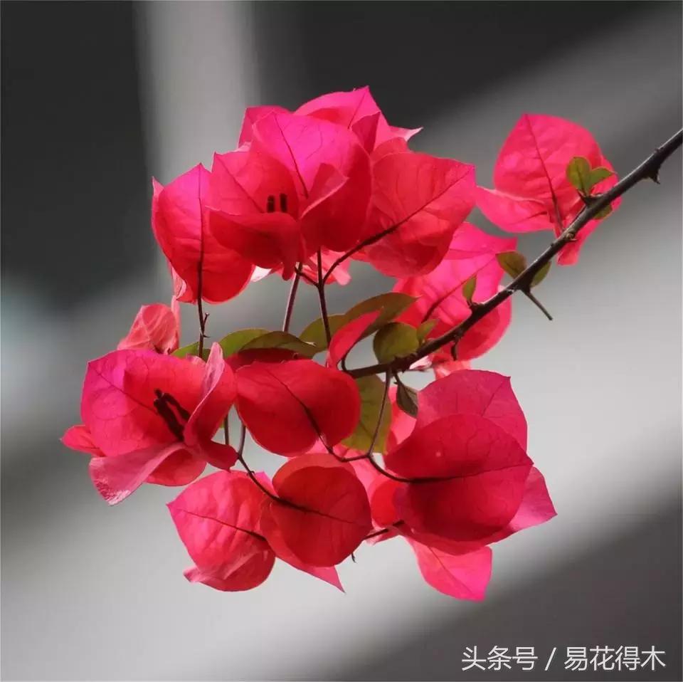 老枝杜鹃如何扦插,老枝杜鹃怎么扦插