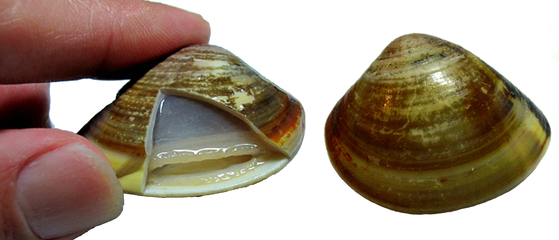 蛏子扇贝各种贝类如何区分,海鲜蛏的品种大全