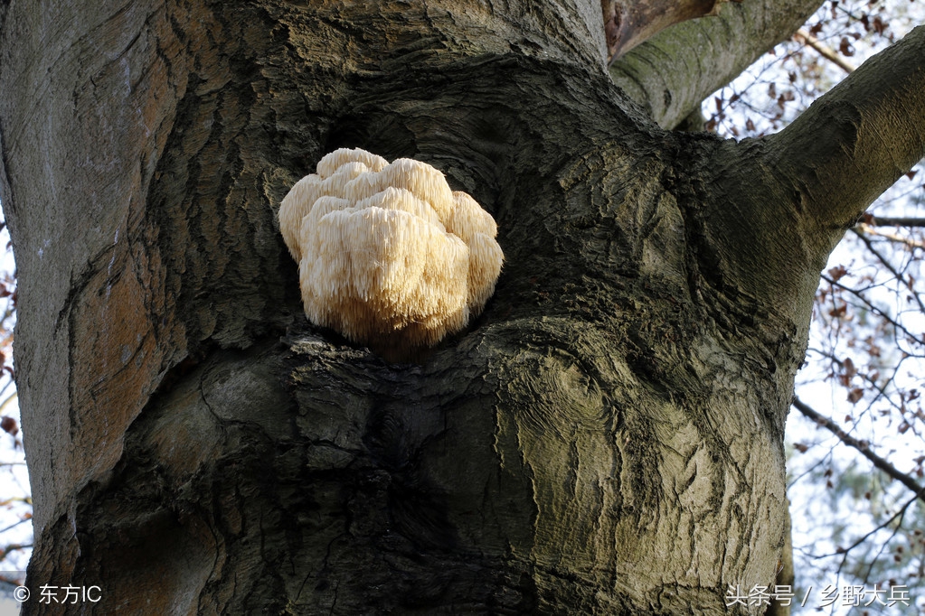 有抗癌功效的山野菜,藏在山林里的美味