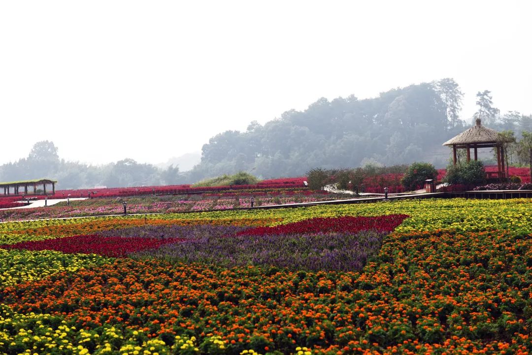 惊喜！8月24日黄姚花海景区免费入园了，这些“仙境”你舍得错过吗？