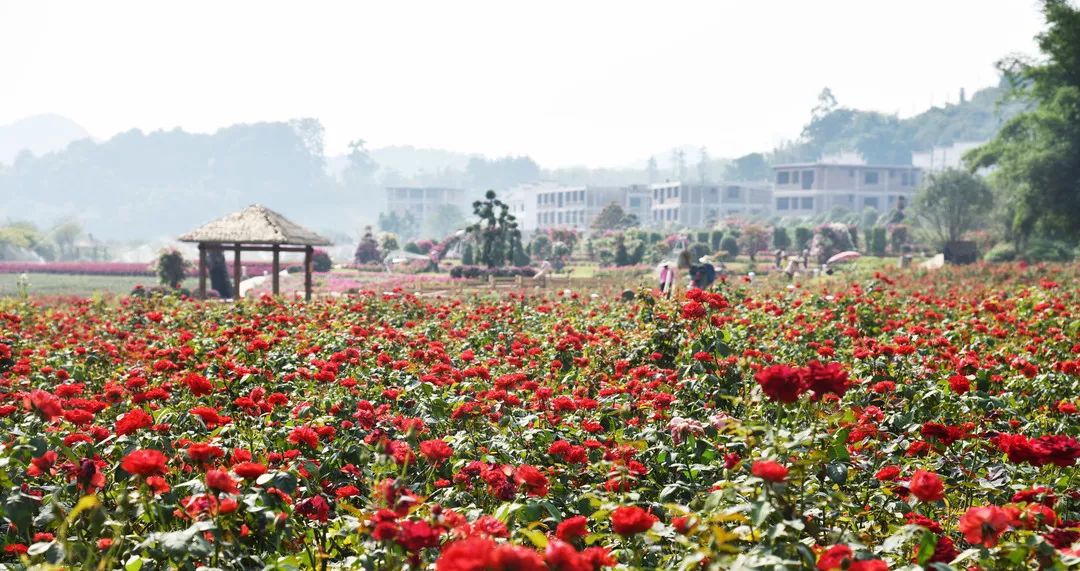 惊喜！8月24日黄姚花海景区免费入园了，这些“仙境”你舍得错过吗？