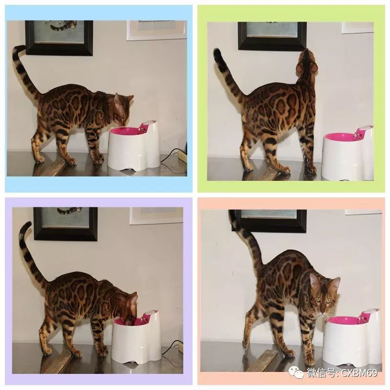 孟加拉豹猫哪个颜色最稀有,孟加拉豹猫纯种一般多少