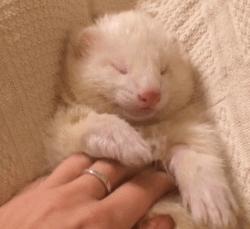 宠物貂宠物猫,宠物貂跟猫咪