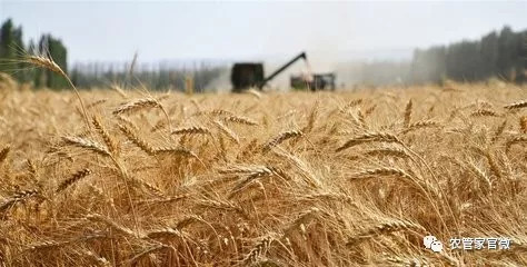 平稳有序推进夏粮收购,2023年夏粮收购政策