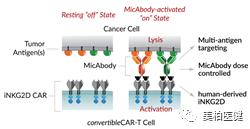 非特殊类型T细胞淋巴瘤,非霍奇金型t细胞淋巴瘤