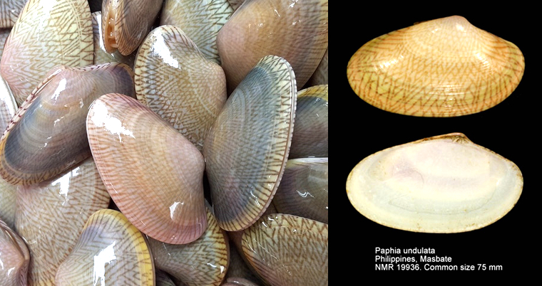 蛏子扇贝各种贝类如何区分,海鲜蛏的品种大全