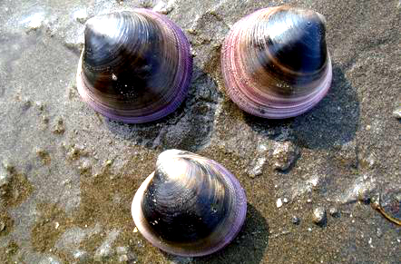 蛏子扇贝各种贝类如何区分,海鲜蛏的品种大全