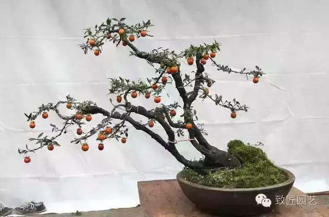 阳台养护金弹子盆景达人,金弹子盆景养护与管理