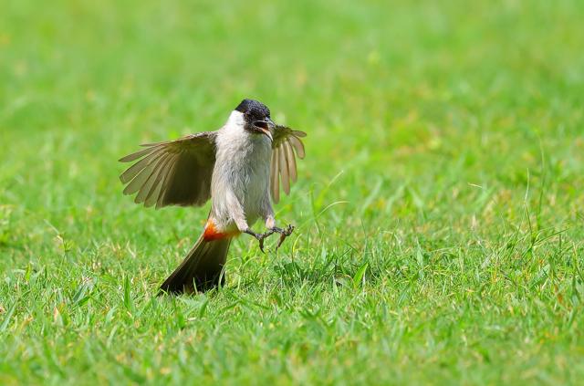 摄影新手选哪一款佳能长焦镜头,佳能最火的长焦广角镜头