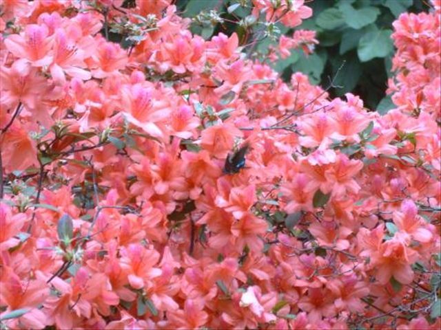 杜鹃花被冻蔫了怎么救活,杜鹃花出现各种状况时怎么办