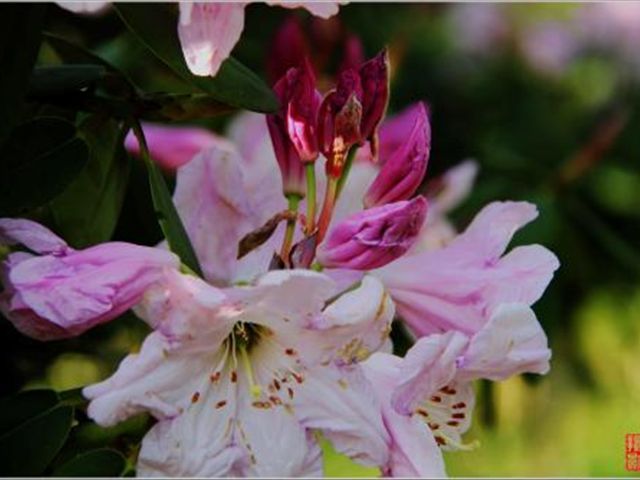 杜鹃花被冻蔫了怎么救活,杜鹃花出现各种状况时怎么办