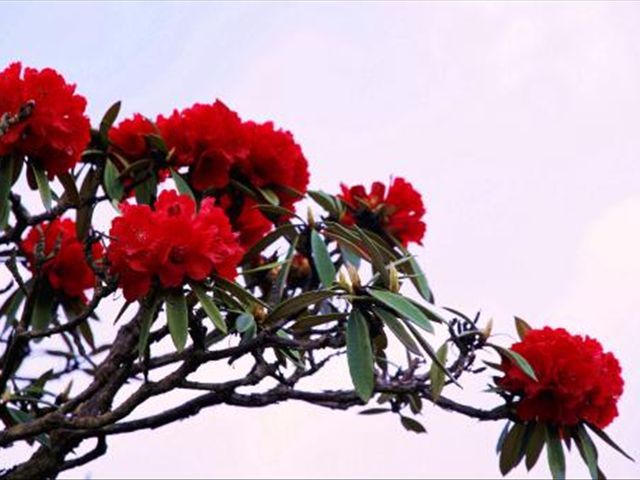 杜鹃花被冻蔫了怎么救活,杜鹃花出现各种状况时怎么办