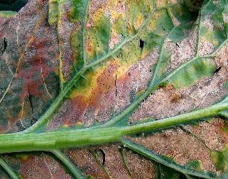 花菜常见病虫害大全及防治措施,花菜有虫害怎么办
