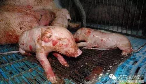 养猪人必看，猪的分娩管理技术9要点！