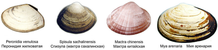 蛏子扇贝各种贝类如何区分,海鲜蛏的品种大全