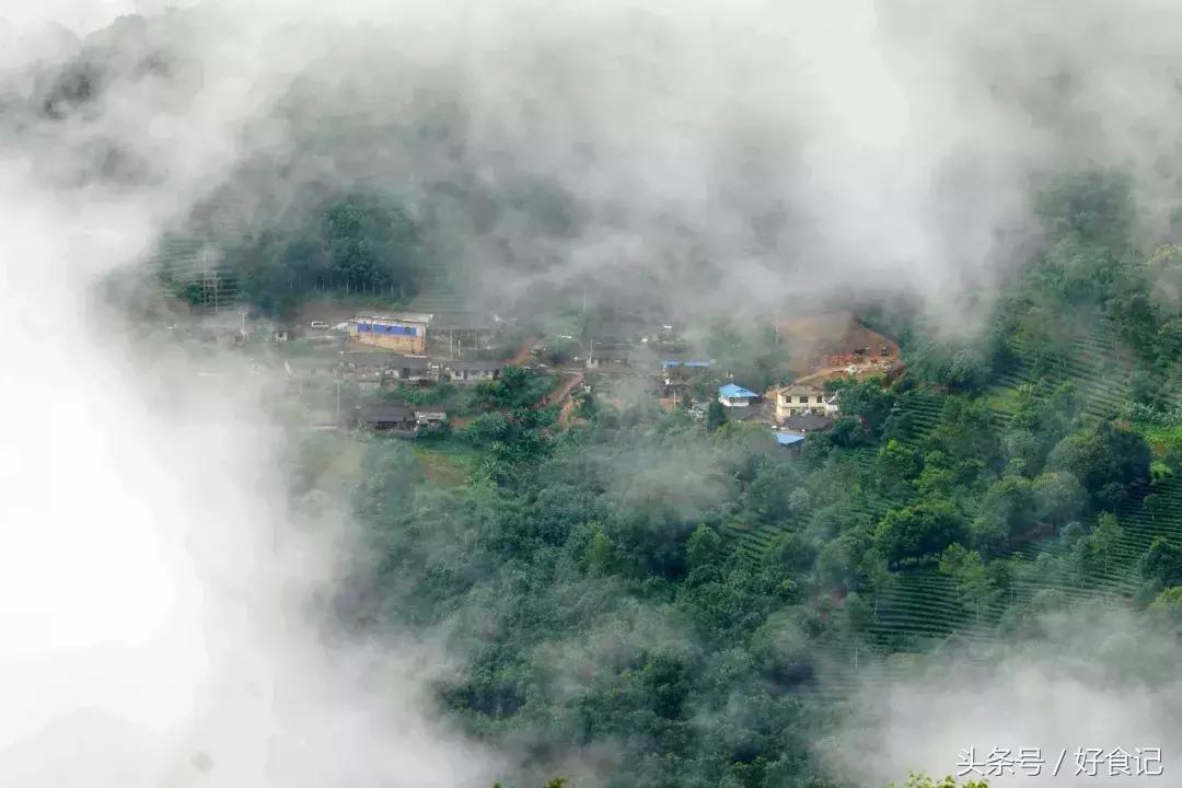 全世界最好的古树茶园,景迈山古茶园有几片