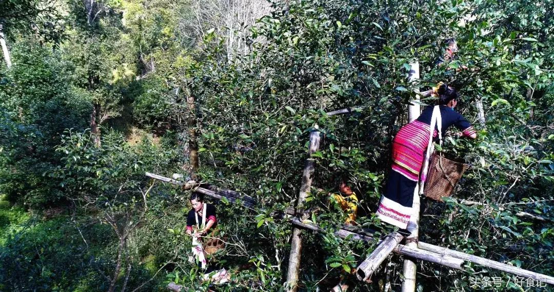 景迈有哪些寨子茶最贵,景迈山有村寨茶吗