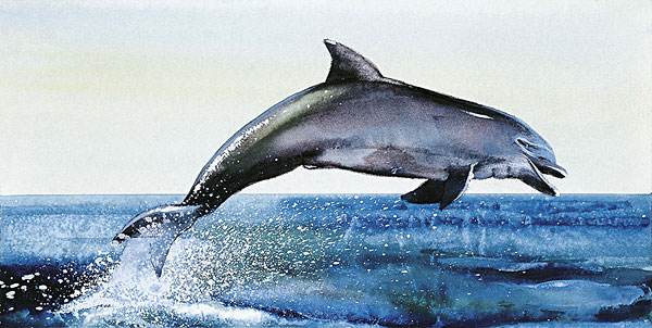 回到大海的鲸鱼,河马和鲸是什么动物