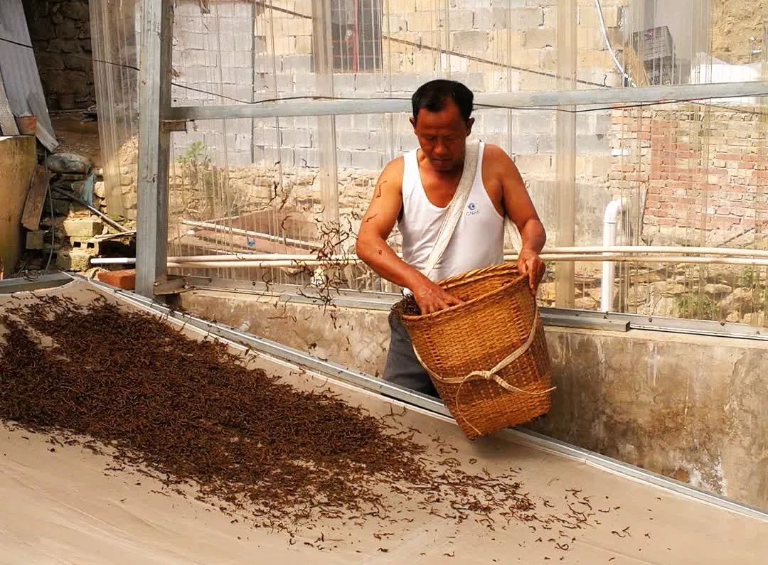 布朗族普洱茶的制作工艺,勐库源头手工制作普洱茶老工艺