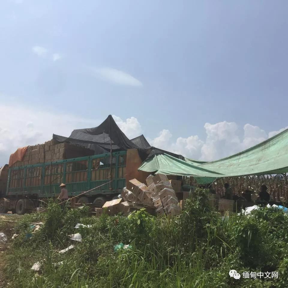 去缅甸拉香蕉危险吗,中国司机去缅甸拉香蕉怎么办手续