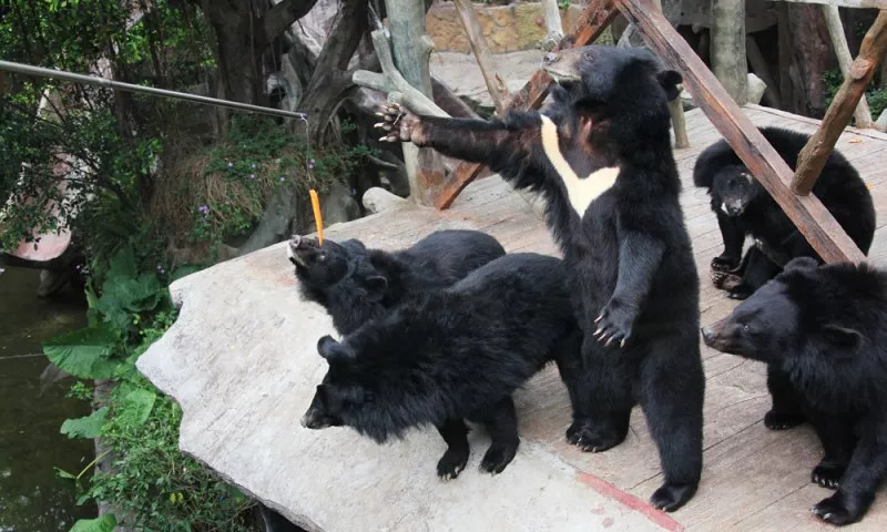 去长鹿旅游休博园需要带什么,去长鹿旅游休博园住哪里