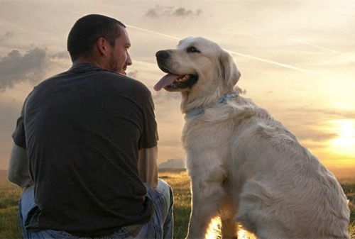 小狗刚到家怎么养柯基呢,小狗刚到家关笼子里一直叫怎么办