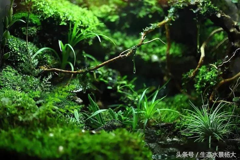 自己动手做水陆缸需要多少钱,第一次做缸视频教程