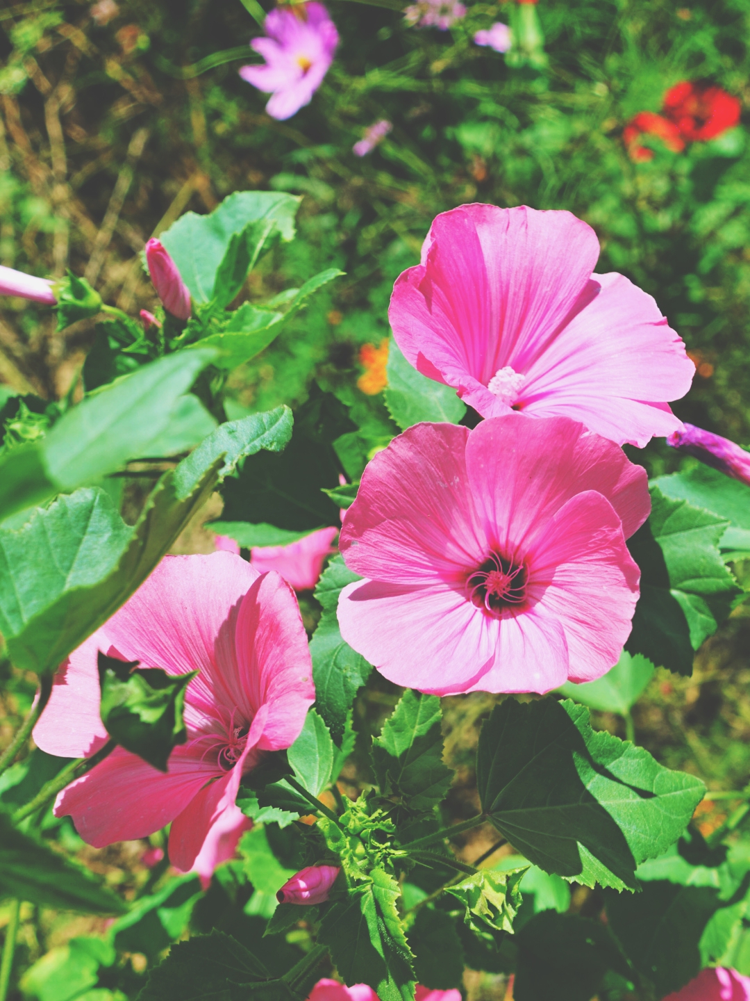 大森林里的小木屋秋雨后美成让人窒息云海小木屋离北京120公里