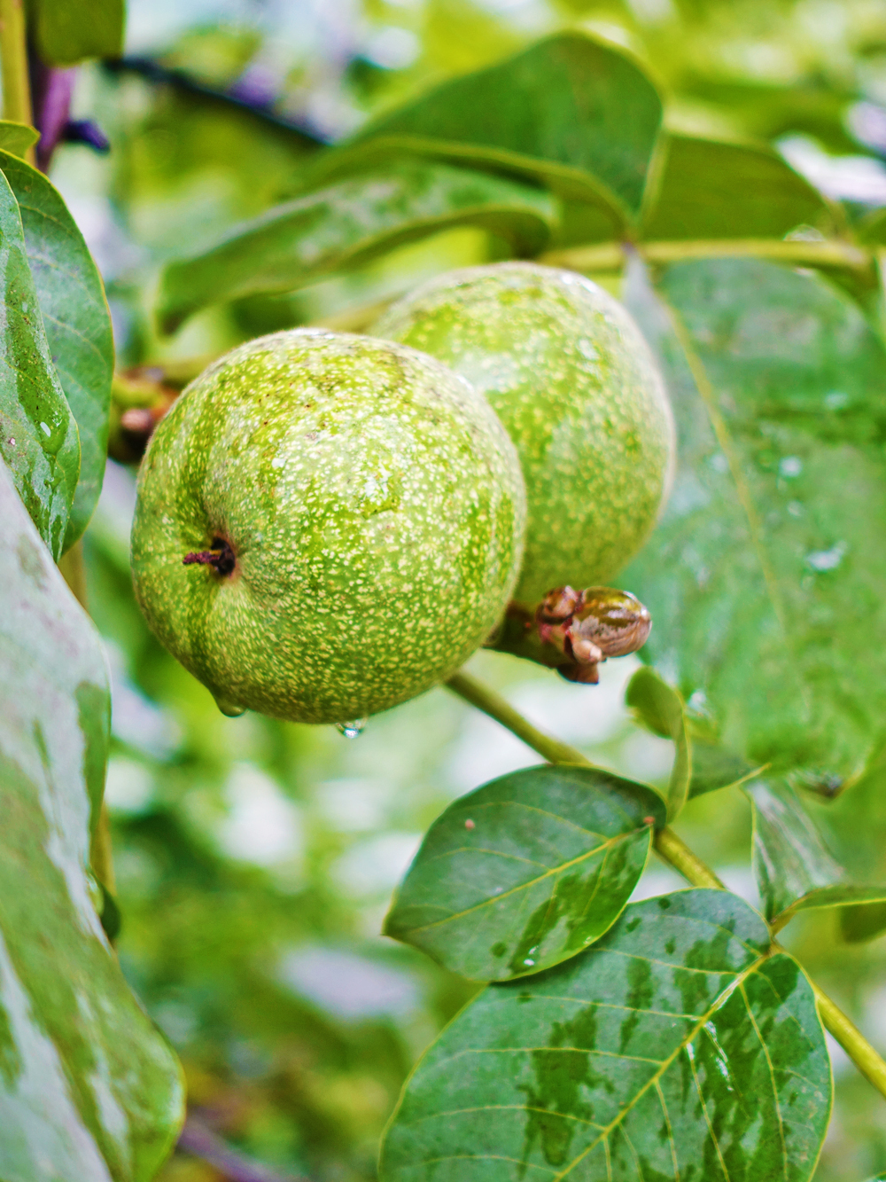 大森林里的小木屋秋雨后美成让人窒息云海小木屋离北京120公里