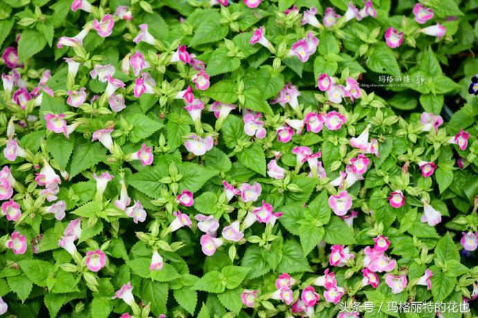 园丁修剪灌木,开满鲜花的小路教学设计一等奖