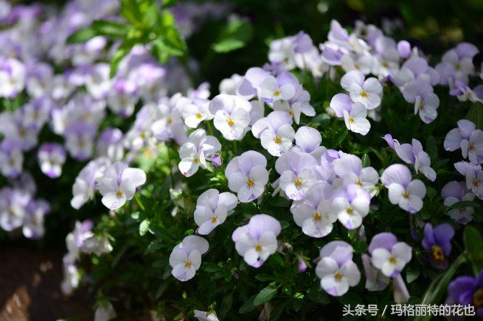开满鲜花的小路教学设计一等奖,园丁培植万朵花
