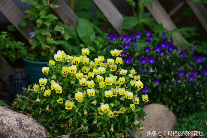 园丁修剪灌木,开满鲜花的小路教学设计一等奖