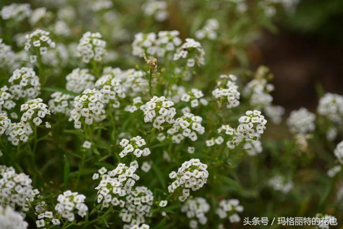 开满鲜花的小路教学设计一等奖,园丁培植万朵花