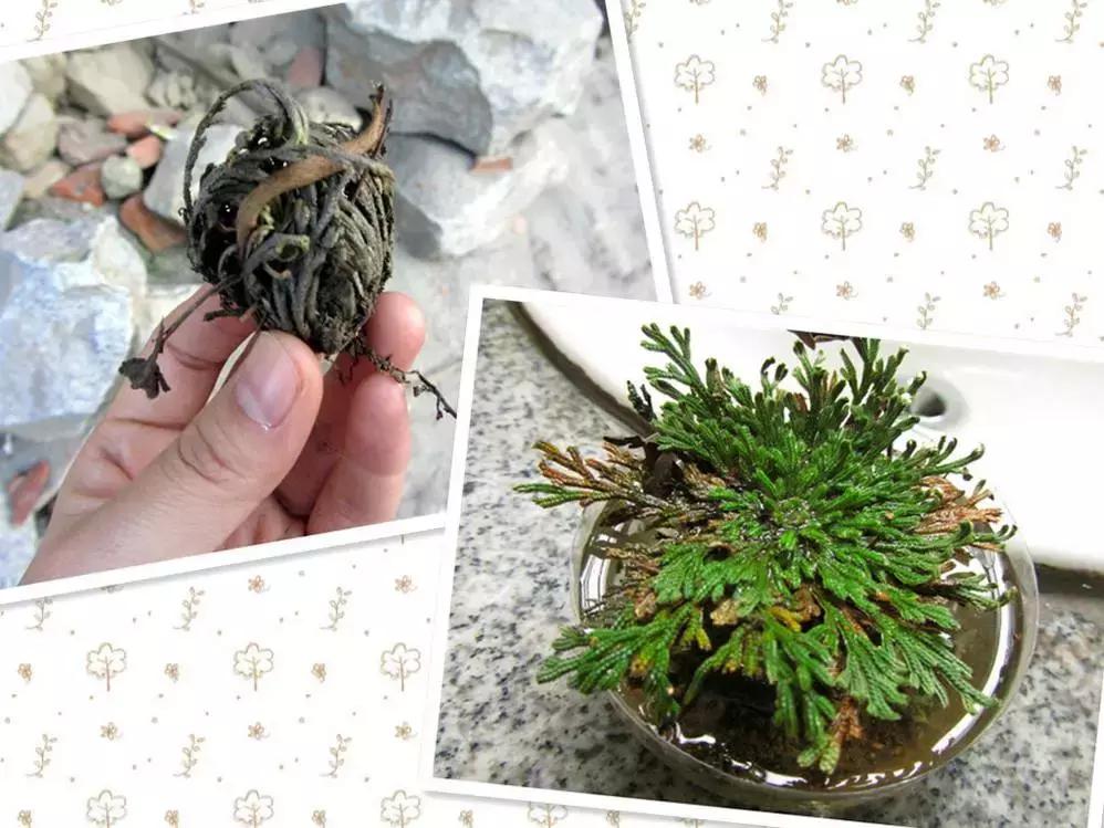 补水涂抹式面膜复活草,ph复活草涂抹面膜